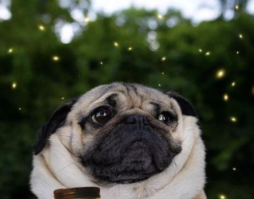 八哥为什么会流鼻涕？（探究八哥鼻涕流动的原因及预防方法）(图2)