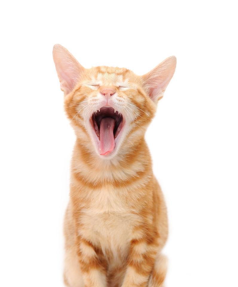 小猫大叫的原因（探究小猫为何大声叫喊）(图3)