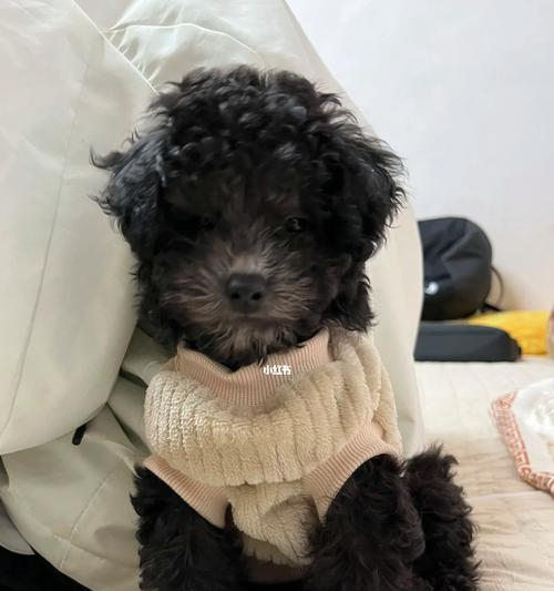 泰迪狗三个月养护指南（让你的泰迪狗健康快乐成长） - 新生家伴