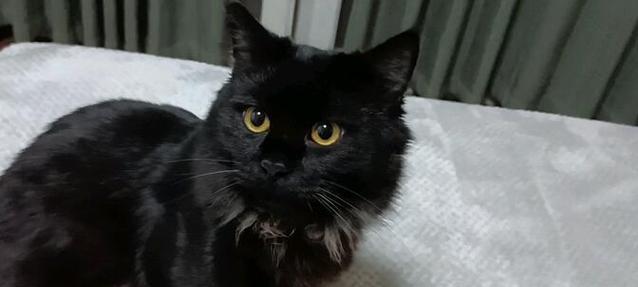 小猫大叫的原因（探究小猫为何大声叫喊） - 新生家伴