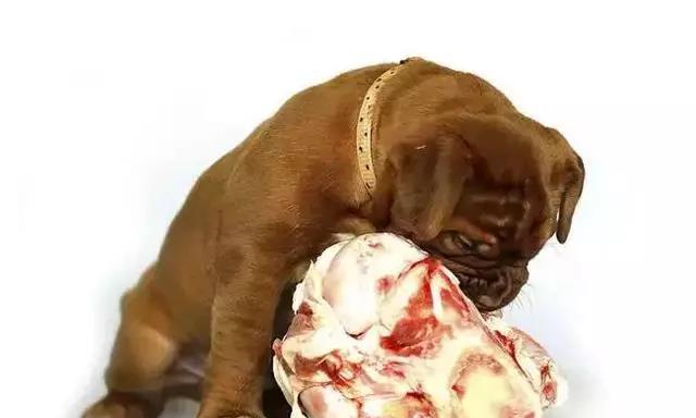 狗吃骨头卡了，怎么办？（了解狗吃骨头卡住的常见症状及应对措施）(图3)