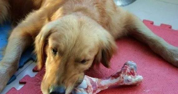 狗吃骨头卡了，怎么办？（了解狗吃骨头卡住的常见症状及应对措施） - 新生家伴