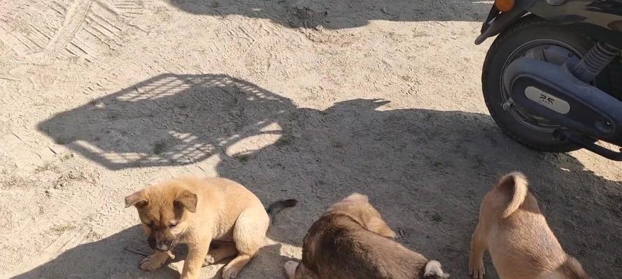 狗吃骨头卡了，怎么办？（了解狗吃骨头卡住的常见症状及应对措施）(图2)