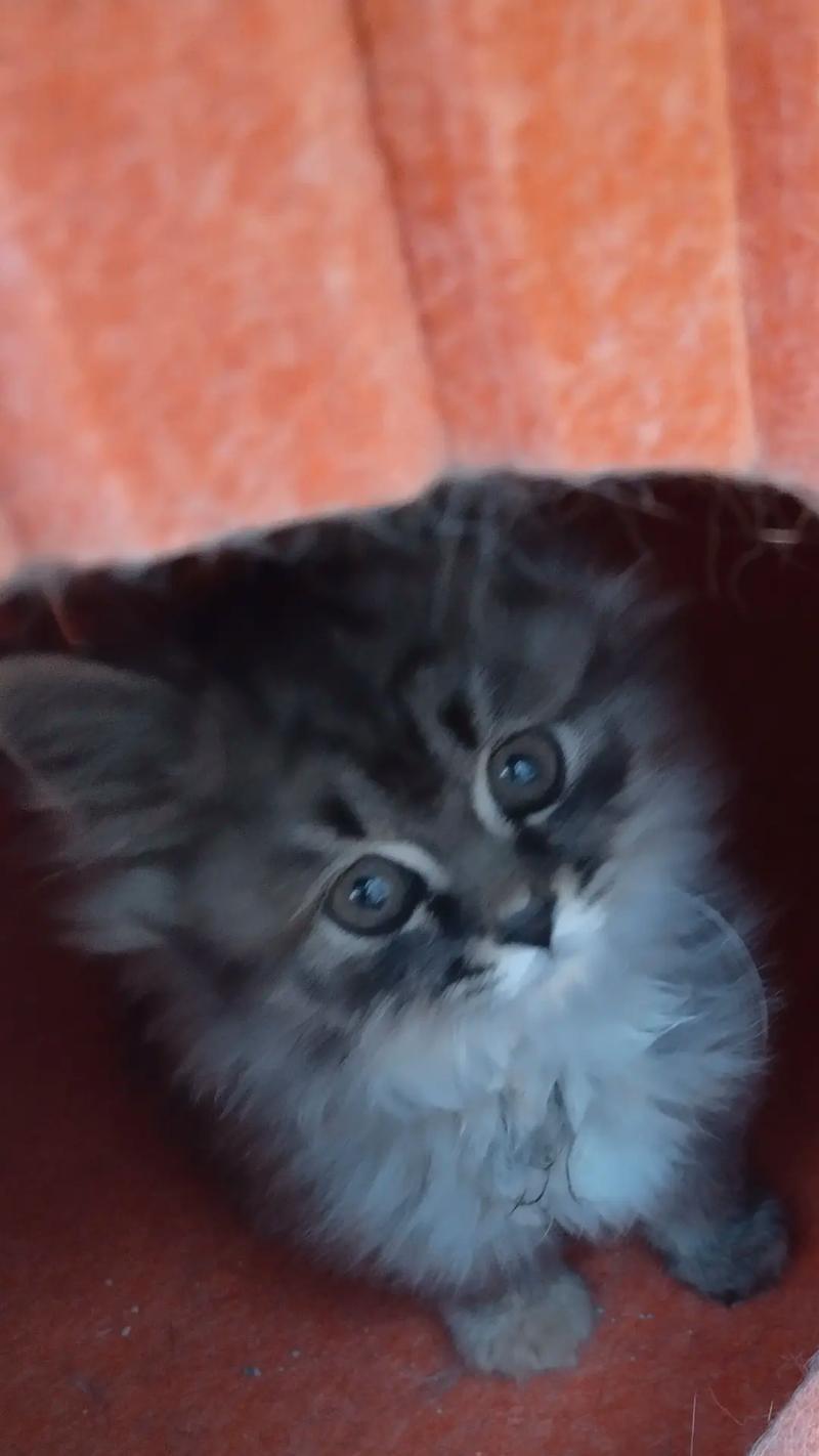 小猫逃离的冒险（追寻自由的小猫之旅） - 新生家伴