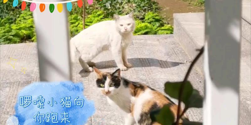 小猫逃离的冒险（追寻自由的小猫之旅）(图3)