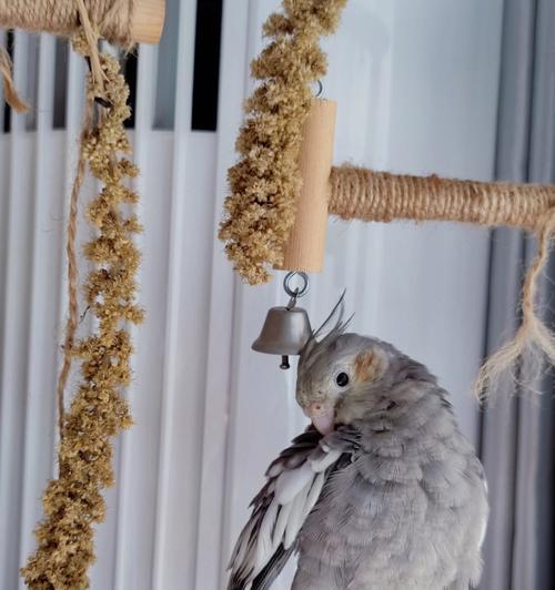 比格犬何时开始换毛？（探索比格犬换毛的周期和特点）(图1)