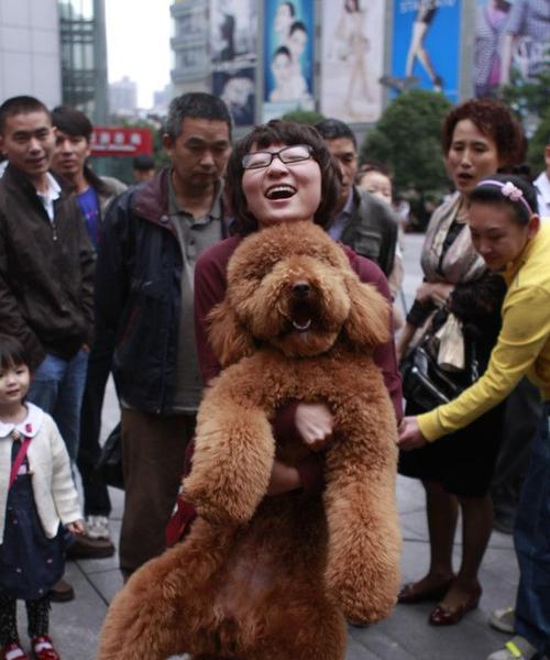 探寻大泰迪的魅力与特点（大泰迪，一款受欢迎的宠物犬品种）(图1)
