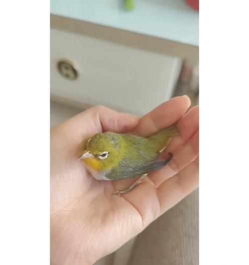 比格犬何时开始换毛？（探索比格犬换毛的周期和特点）(图2)