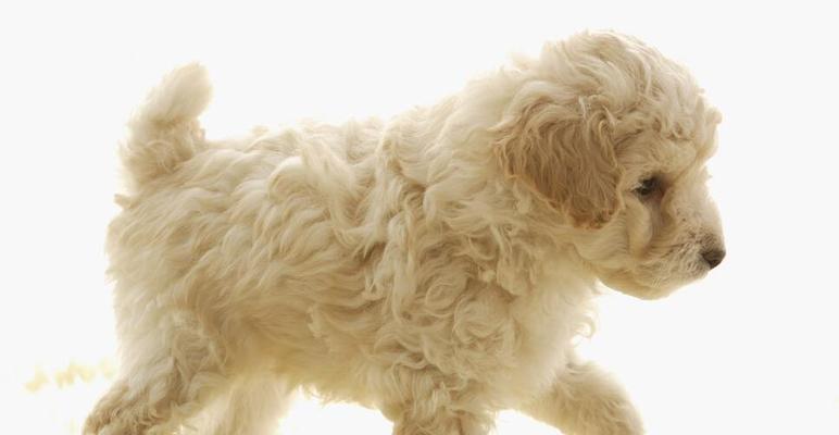 比格犬何时开始换毛？（探索比格犬换毛的周期和特点）(图3)