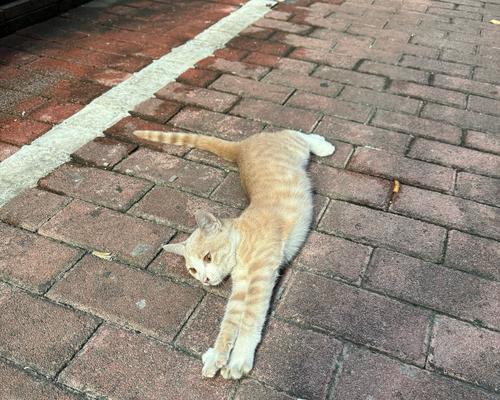 小猫大叫的原因（探究小猫为何大声叫喊）(图2)