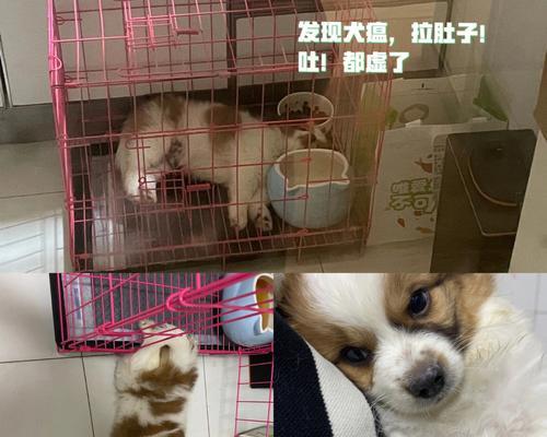 犬瘟带来的悲惨景象（一只犬瘟死亡后，身体经历了怎样的变化？）(图3)