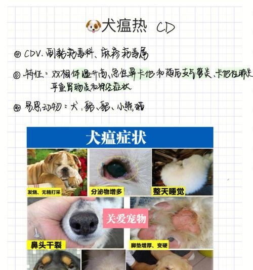 犬瘟带来的悲惨景象（一只犬瘟死亡后，身体经历了怎样的变化？）(图2)