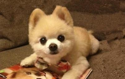 探索以俊介为主题的多样品种（以俊介）(图3)