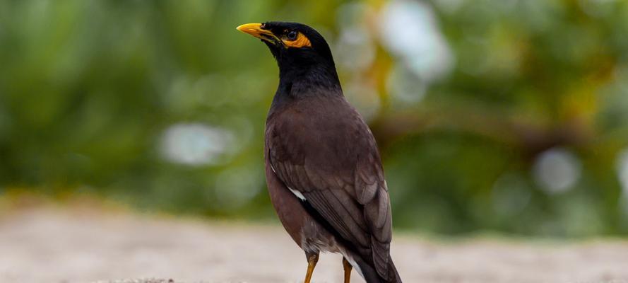 小八哥鸟的饮食习性（探究小八哥鸟的美食之旅） - 新生家伴