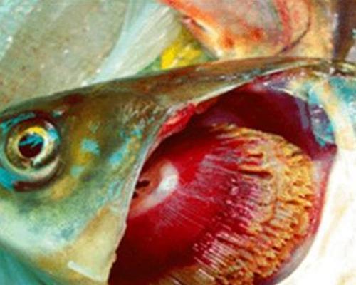 食用烂鳃病鱼的危害大揭秘（烂鳃病鱼带来的身体健康隐患详解）(图3)