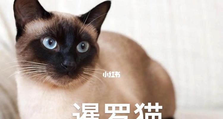 猫的品种代表了什么意思？（探究不同猫品种的象征意义） - 新生家伴