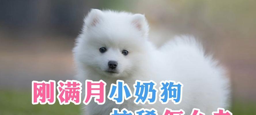 小奶狗为什么会拉稀？（探究拉稀原因与解决办法）(图2)