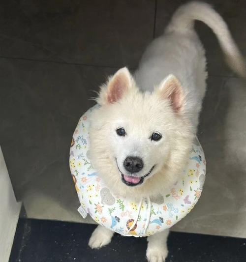 萨摩耶犬毛剪下来能做什么？（剪下的萨摩耶犬毛有哪些用途？） - 新生家伴