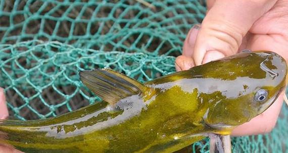 食用烂鳃病鱼的危害大揭秘（烂鳃病鱼带来的身体健康隐患详解）(图2)