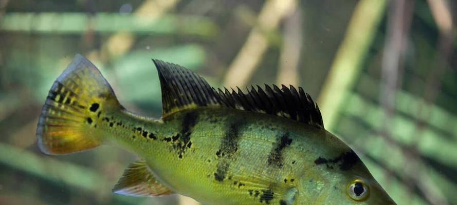 食用烂鳃病鱼的危害大揭秘（烂鳃病鱼带来的身体健康隐患详解）(图1)