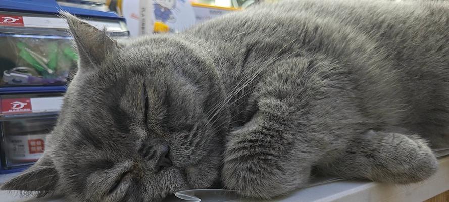 动物为何喜欢闻自己的屎？（揭秘动物闻屎行为的原因与意义）(图1)