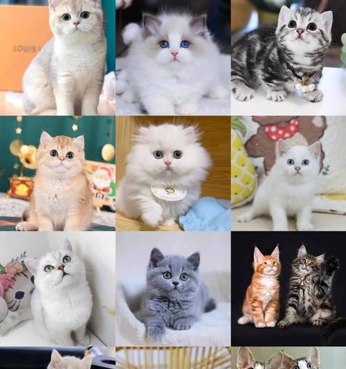 探寻养宠物的乐趣（从这些网站获得专业建议与分享）(图2)