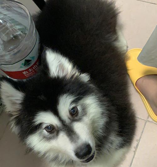 阿拉斯加为何长期有咳嗽问题（探寻阿拉斯加咳嗽问题的原因与解决方案）(图1)