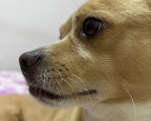 小狗狗为什么会干呕？（了解干呕原因，关爱你的小狗狗健康） - 新生家伴