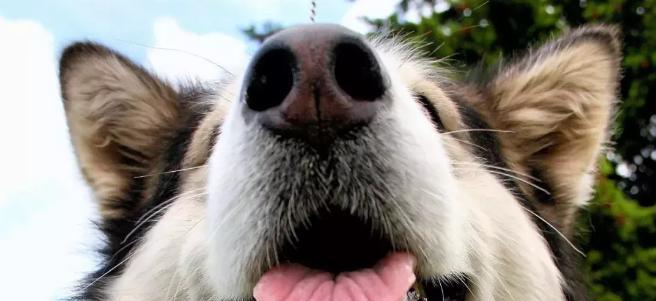 阿拉斯加为何长期有咳嗽问题（探寻阿拉斯加咳嗽问题的原因与解决方案）(图3)