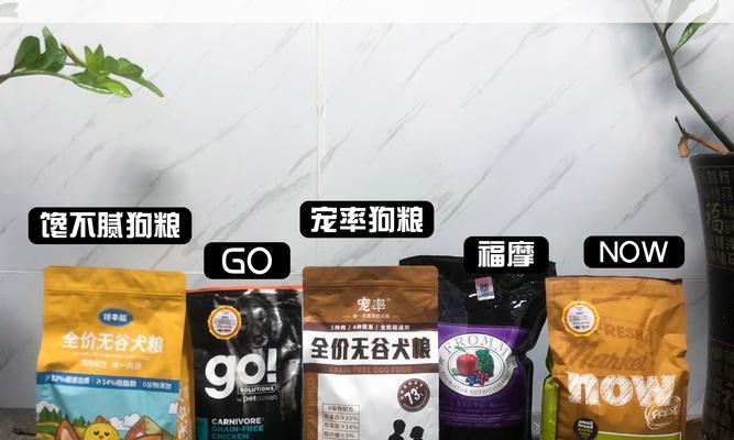 柯基毛为什么会变黄？（探究柯基毛变黄的原因及预防方法）(图1)