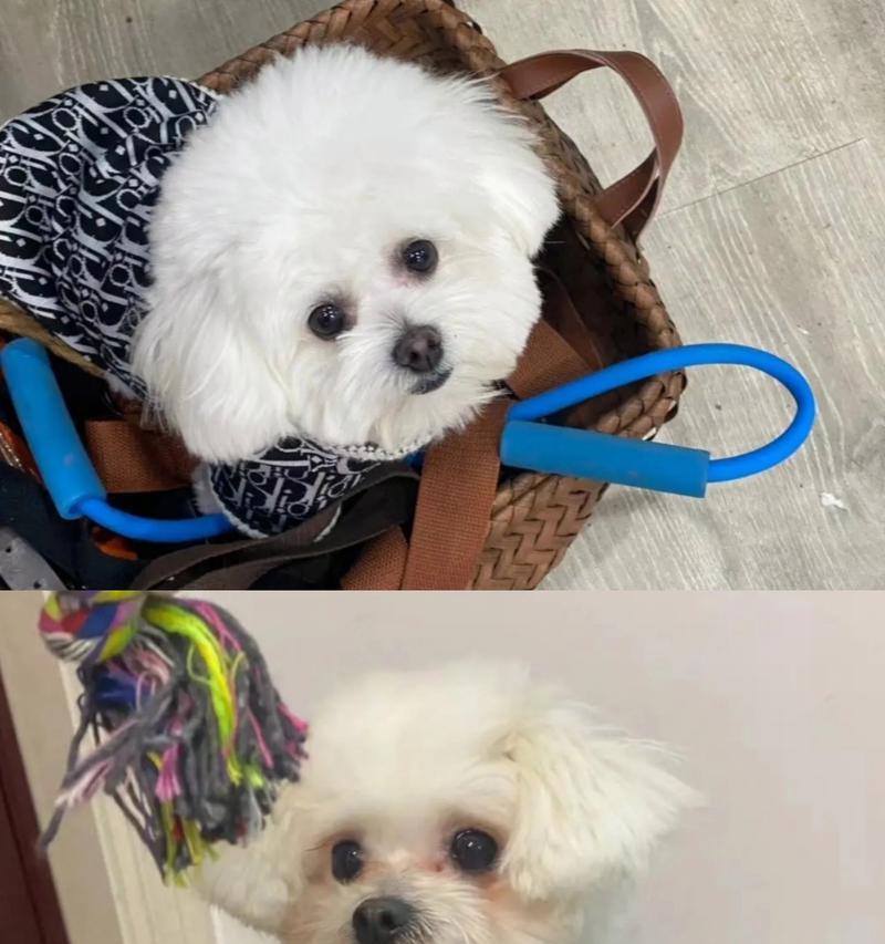 比熊犬泪痕问题的原因及解决方法（揭秘泪痕问题）(图1)