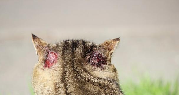 小猫为什么会有耳螨？（探寻小猫耳螨的成因及防治方法）(图1)