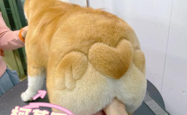 柯基毛为什么会变黄？（探究柯基毛变黄的原因及预防方法）(图2)