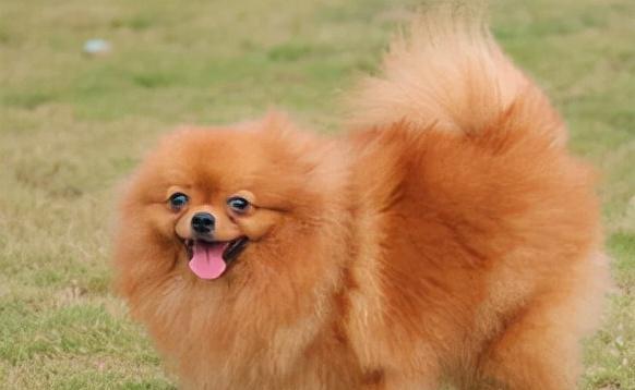 博美的独特屁股之美（探寻博美屁股的魅力和特点）(图1)