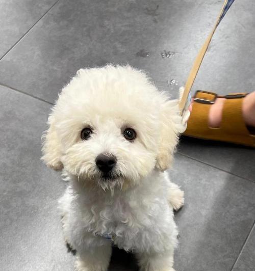 比熊犬泪痕问题的原因及解决方法（揭秘泪痕问题）(图3)