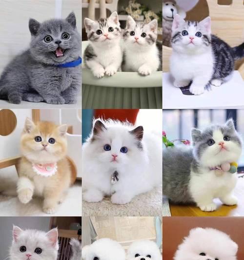 探寻养宠物的乐趣（从这些网站获得专业建议与分享） - 新生家伴