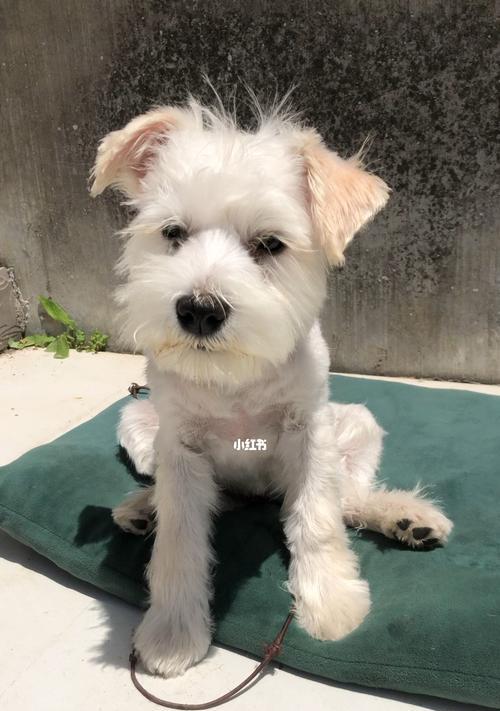 雪纳瑞狗狗狂犬疫苗接种时间解析（了解雪纳瑞狗狗的疫苗接种计划，守护它的健康）(图1)