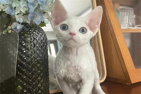 猫咪能长期吃素食吗？ - 新生家伴