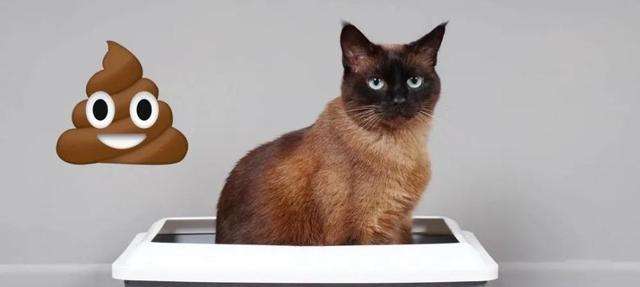 小猫拉屎为什么特别臭（解析小猫排泄物气味的原因及相关注意事项）(图2)