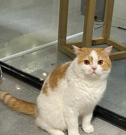 小猫拉屎为什么特别臭（解析小猫排泄物气味的原因及相关注意事项）(图3)