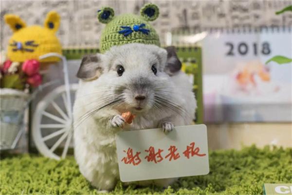 龙猫频繁发情怎么办？(图2)