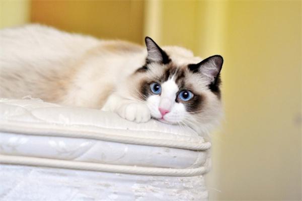 猫咪的眼睛有白色分泌物怎么办？(图1)