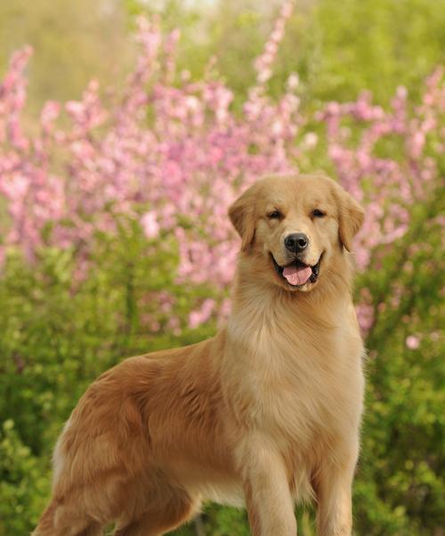 大金毛（探索大金毛家族的独特之处）(图2)