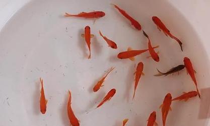 以鱼跟植物能一起养吗？（探索鱼类和植物之间的共生关系） - 新生家伴