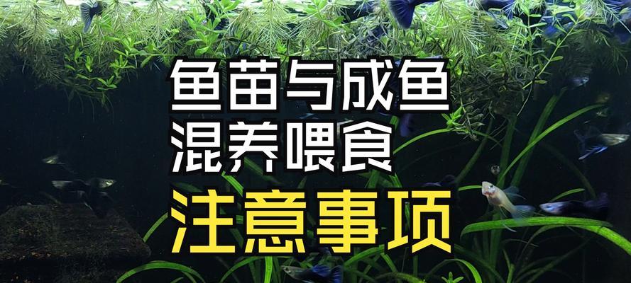 以鱼跟植物能一起养吗？（探索鱼类和植物之间的共生关系）(图2)