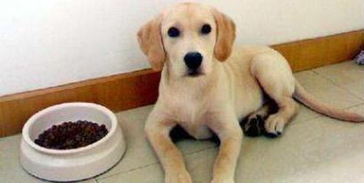 合适的时机让狗狗转为主食大狗粮（选择合适的时间点是帮助狗狗过渡到大狗粮的关键）(图3)