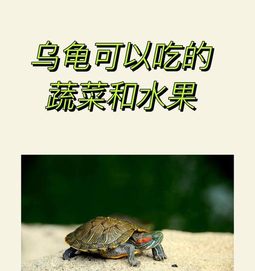 观赏型乌龟的饮食需求（了解观赏型乌龟的食物选择与喂养技巧）(图3)