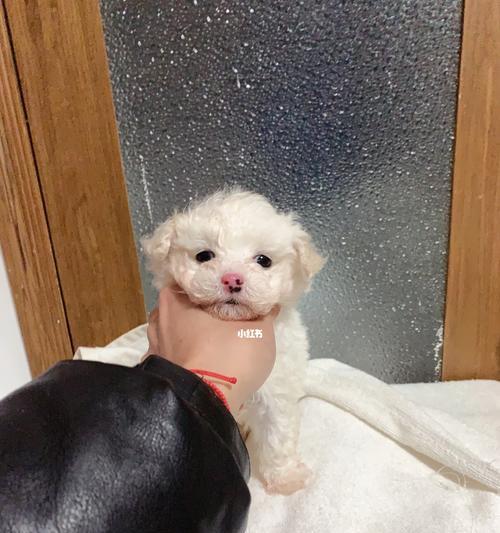 比熊的鼻子为什么多黄了？（了解比熊鼻子黄变的原因及处理方法） - 新生家伴