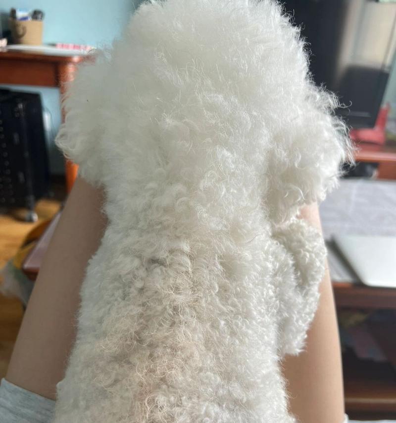 比熊的鼻子为什么多黄了？（了解比熊鼻子黄变的原因及处理方法）(图3)