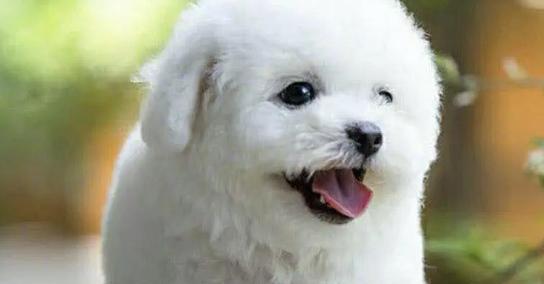 探秘狗狗飞耳的奥秘（狗狗飞耳的起源、特征和功能）(图2)